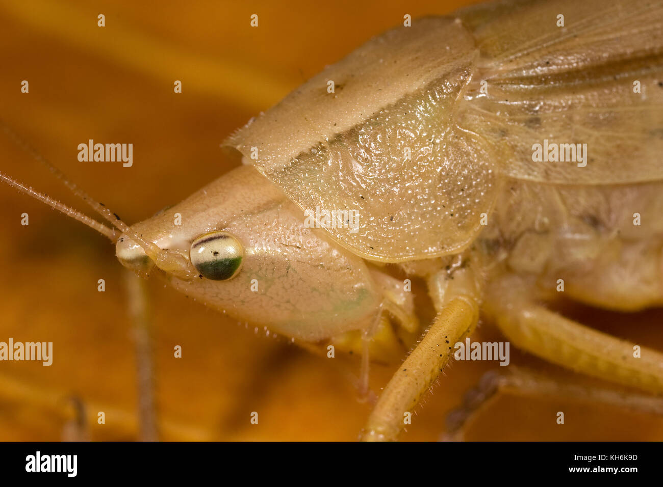 Brown Conehead Katydid, possibly Pyrgocorypha uncinata Stock Photo Alamy