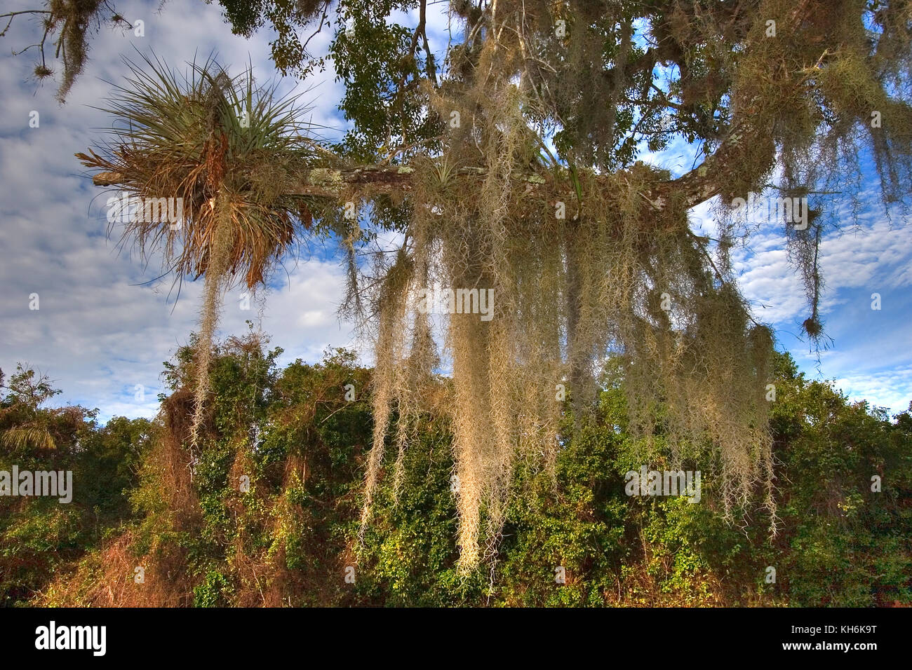 Spanish moss, Air Plant, Epiphyte, Draping