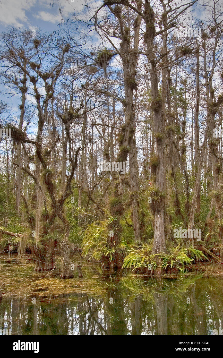 Bald Cypress, Taxodium distichum in Big Cypress National Preserve, Florida Stock Photo