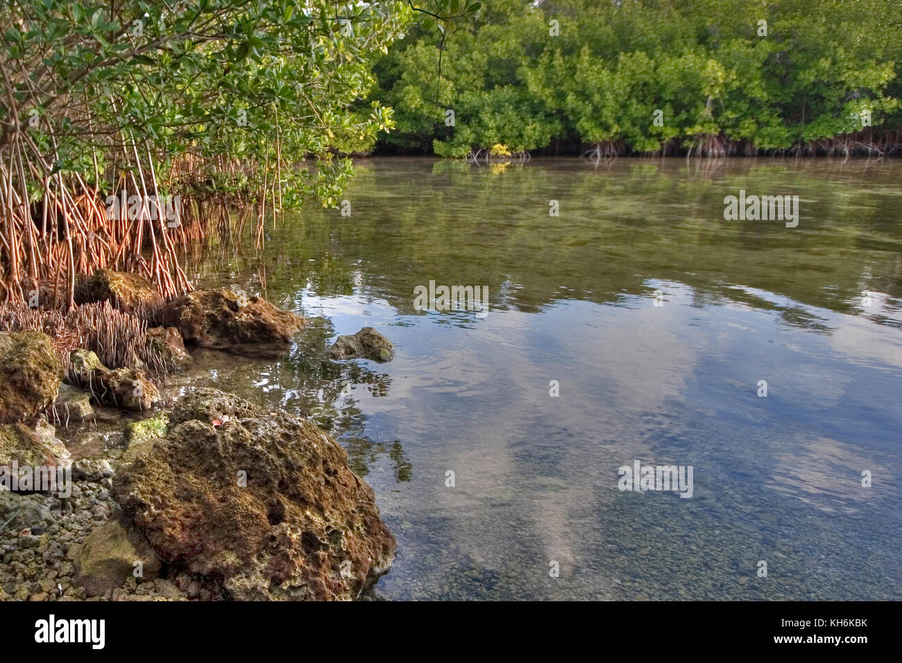 Mangroves, Florida Keys National Marine Sanctuary, Key Largo, Florida Stock Photo
