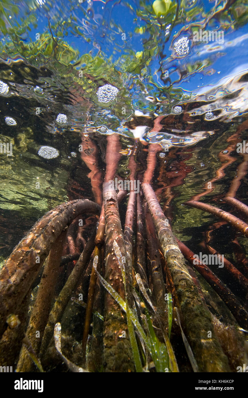 Underwater view of Prop roots of Red Mangrove (Rhizophora mangle) on Elliott Key, Biscayne National Park, Florida Stock Photo