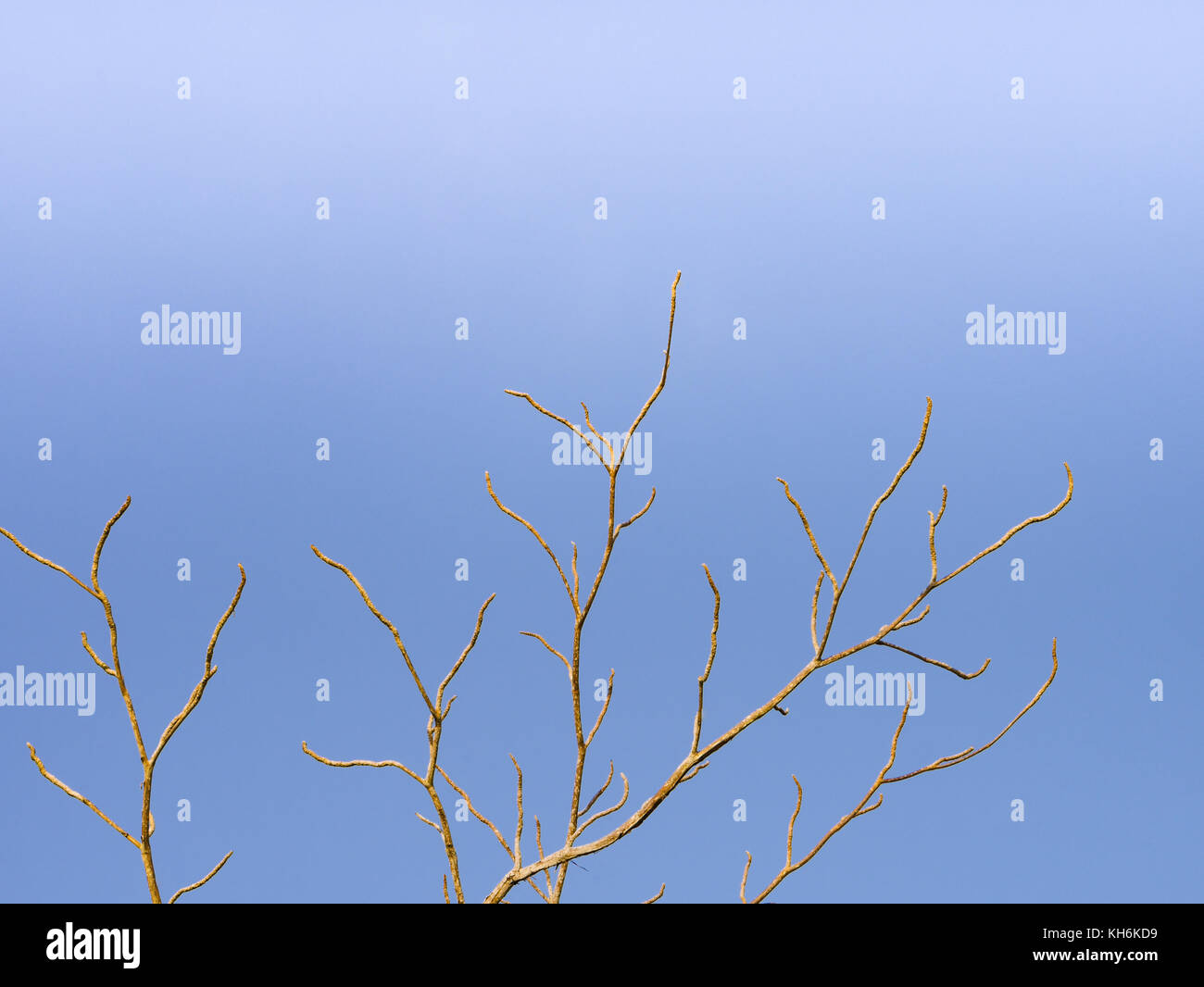 dry branch tree and blue sky background Stock Photo - Alamy
