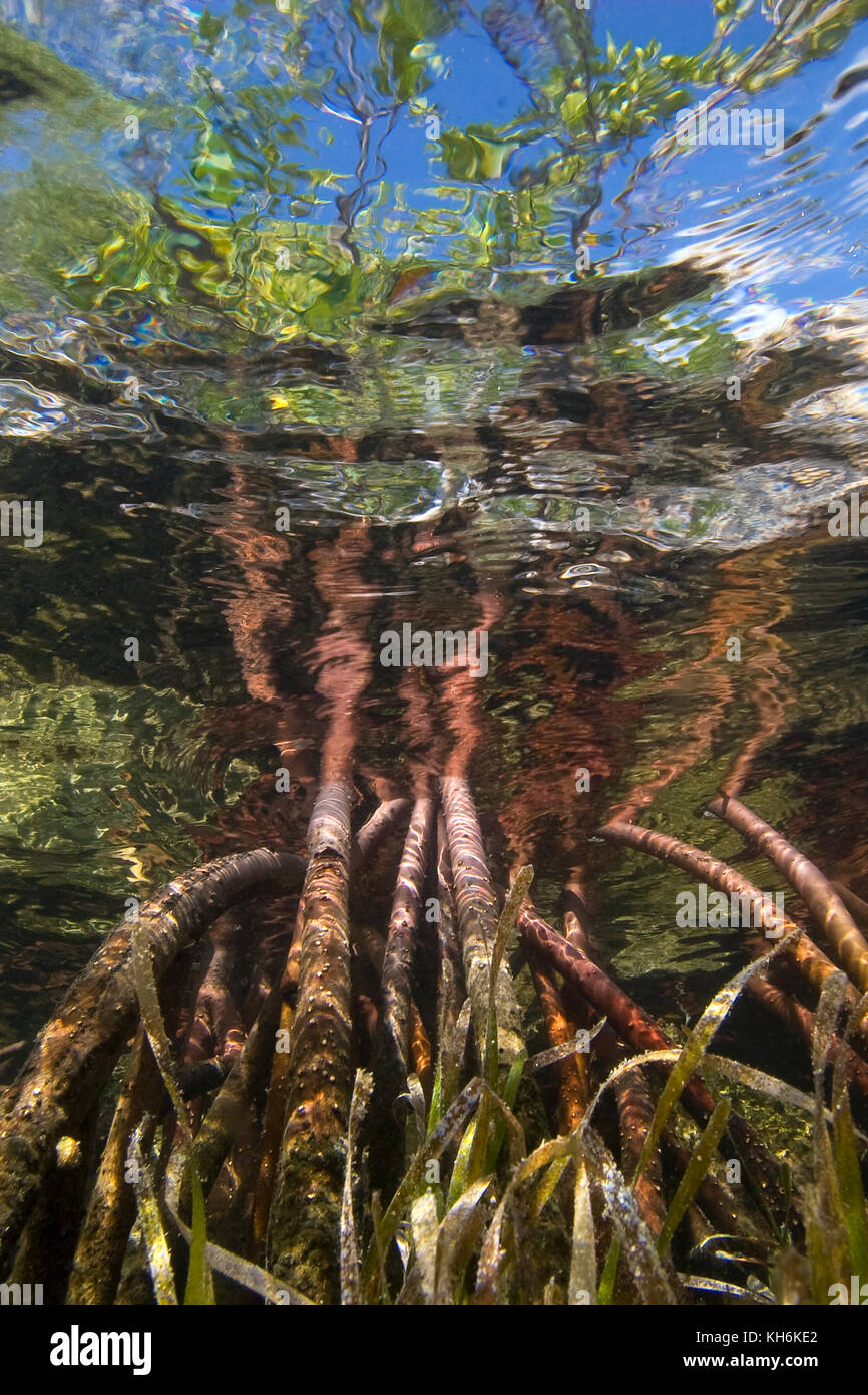 Prop roots of Red Mangrove (Rhizophora mangle) and Turtle Grass (Thalassia testudinum) Florida Bay, Florida Keys National Marine Sanctuary, Islamorada Stock Photo