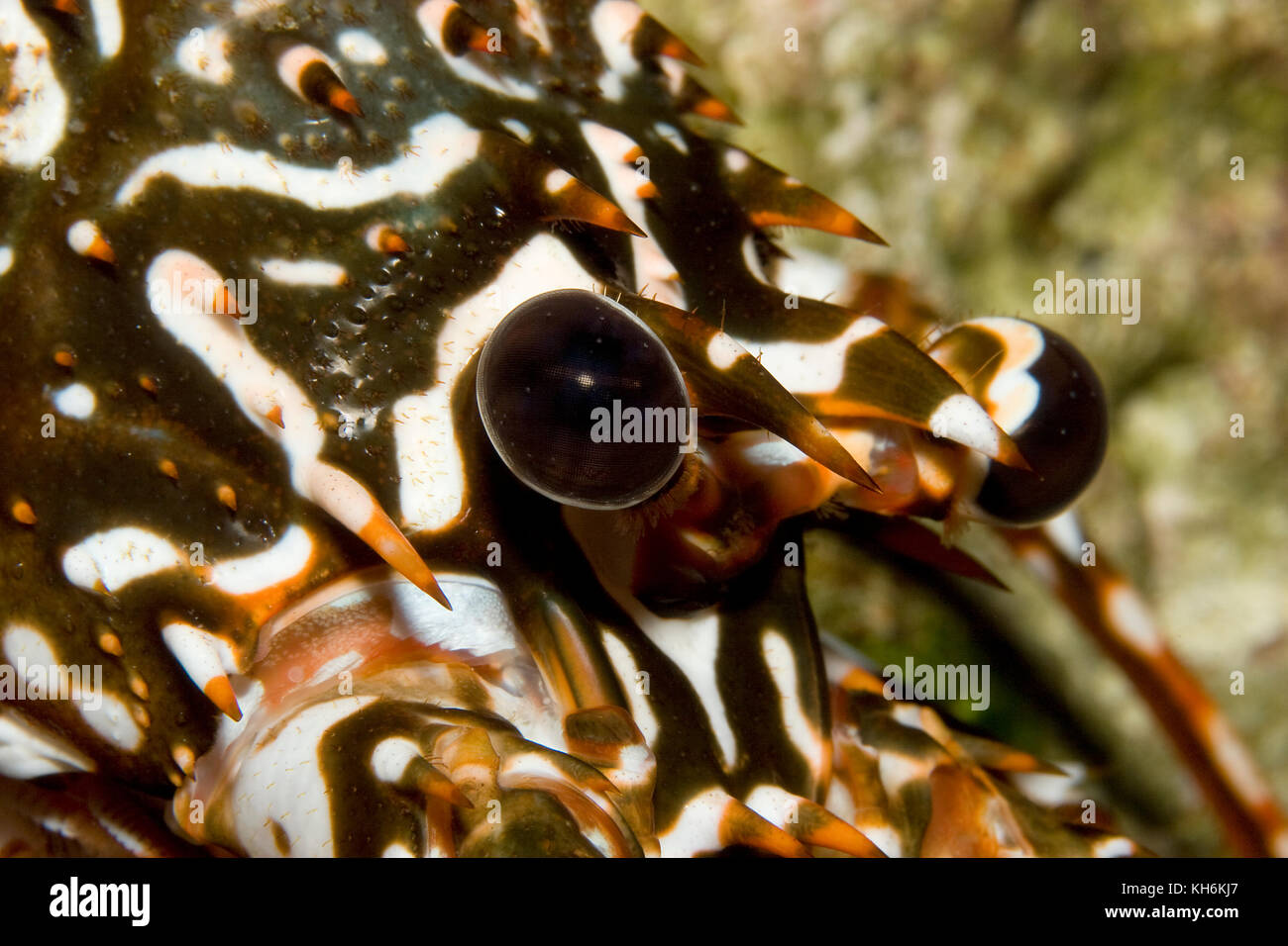 Compound eye of the the Spotted Lobster, Panulirus guttatus, Florida Keys National Marine Sanctuary Stock Photo