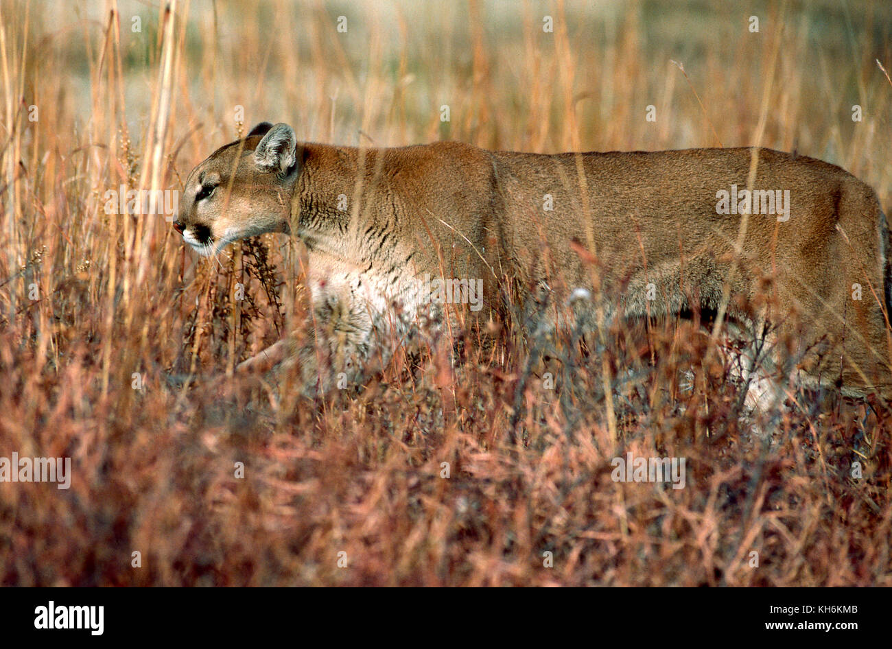 Mountain Lion Stock Photo Alamy