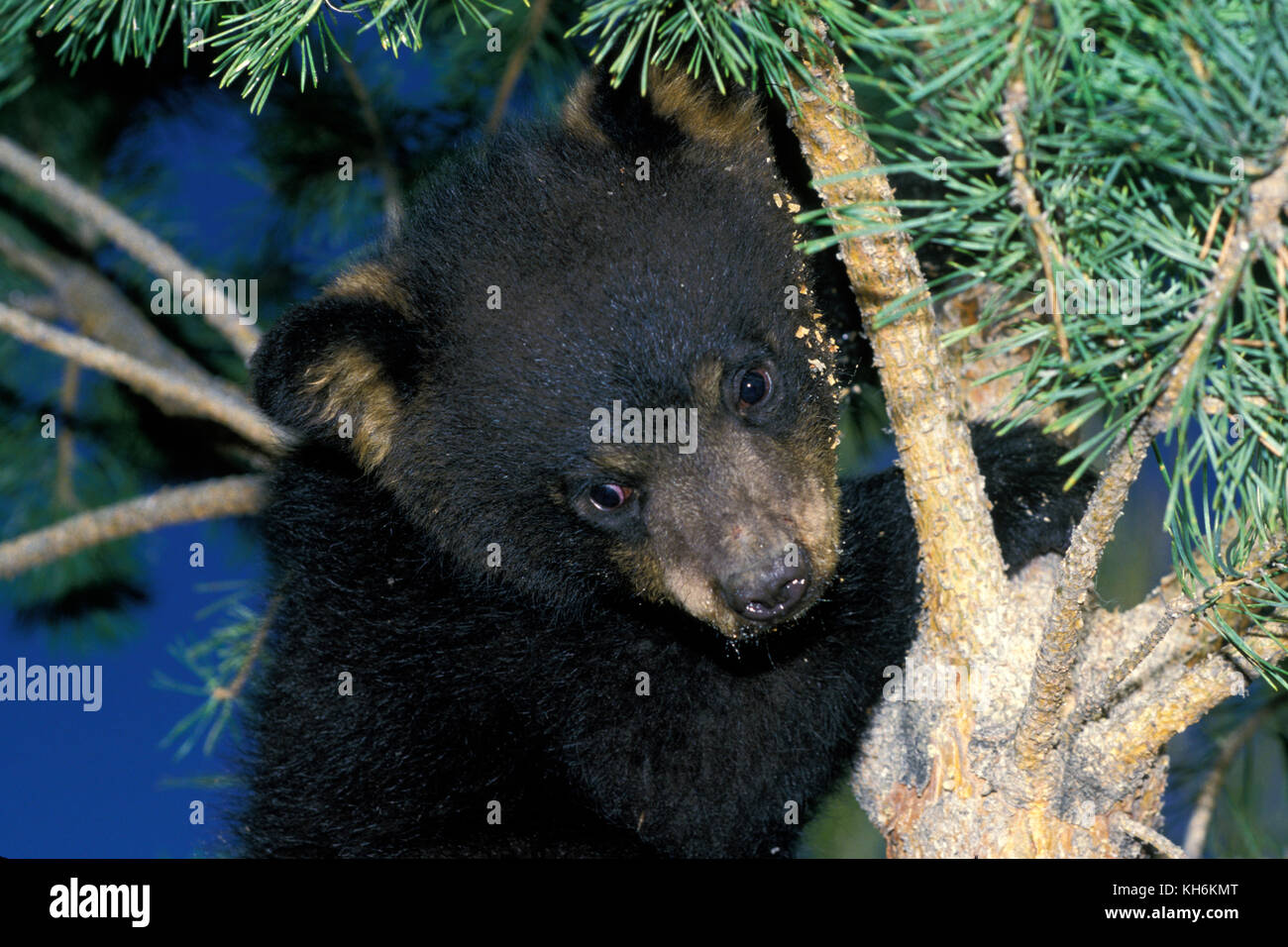Baby black bear hi-res stock photography and images - Alamy