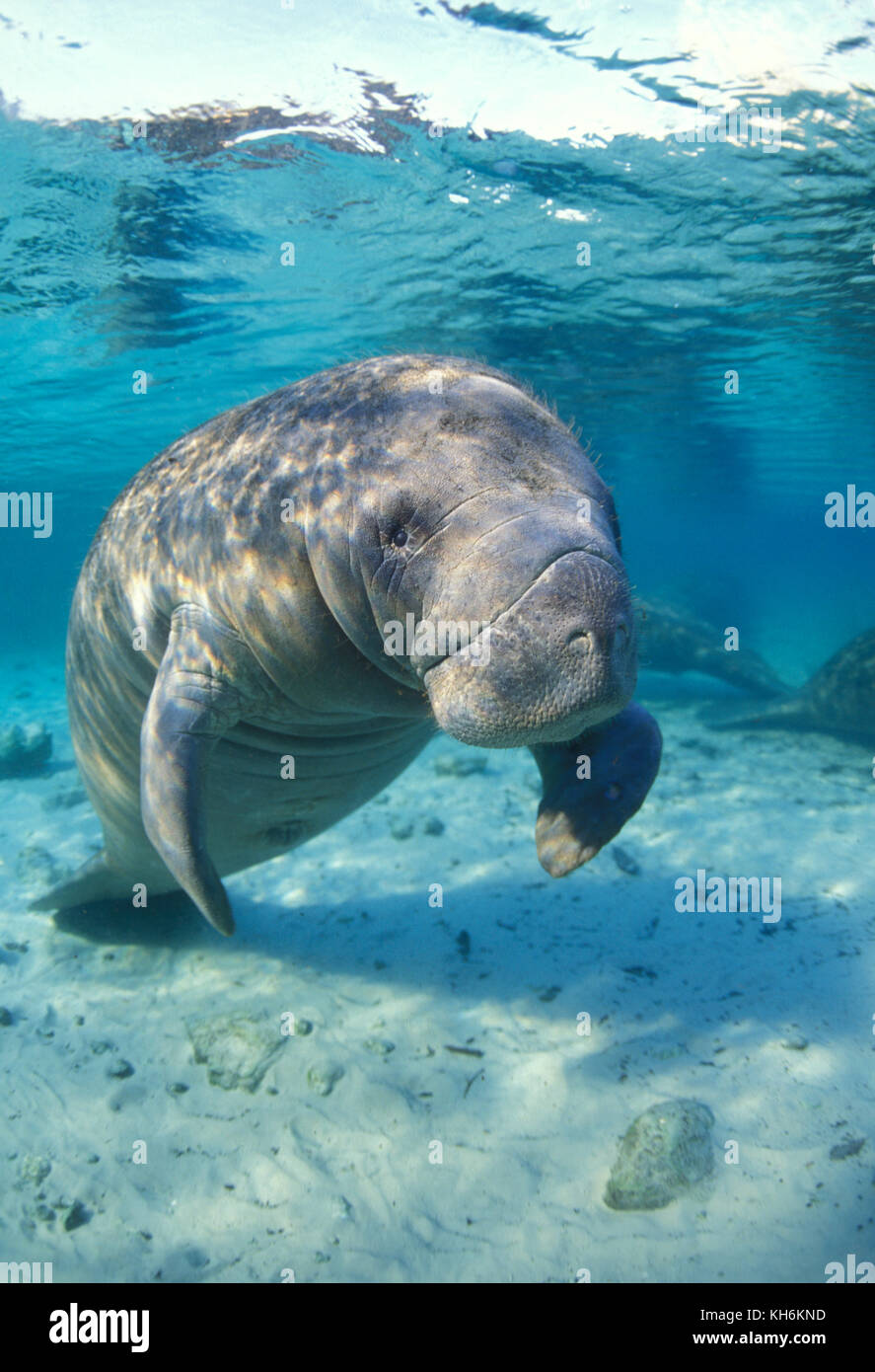 West Indian Manatee, Trichechus manatus Stock Photo - Alamy