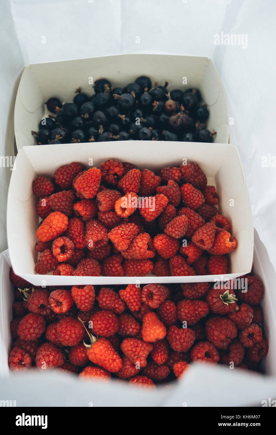 Raspberries and josta berries fruit in paper boxes Stock Photo