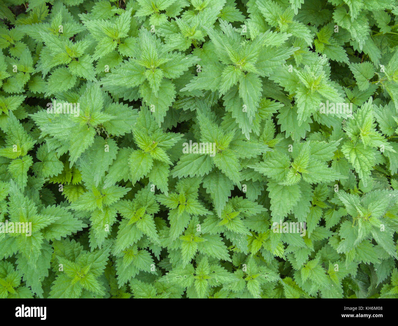 Common Stinging Nettle / Urtica dioica. Used as foraged wild vegetable