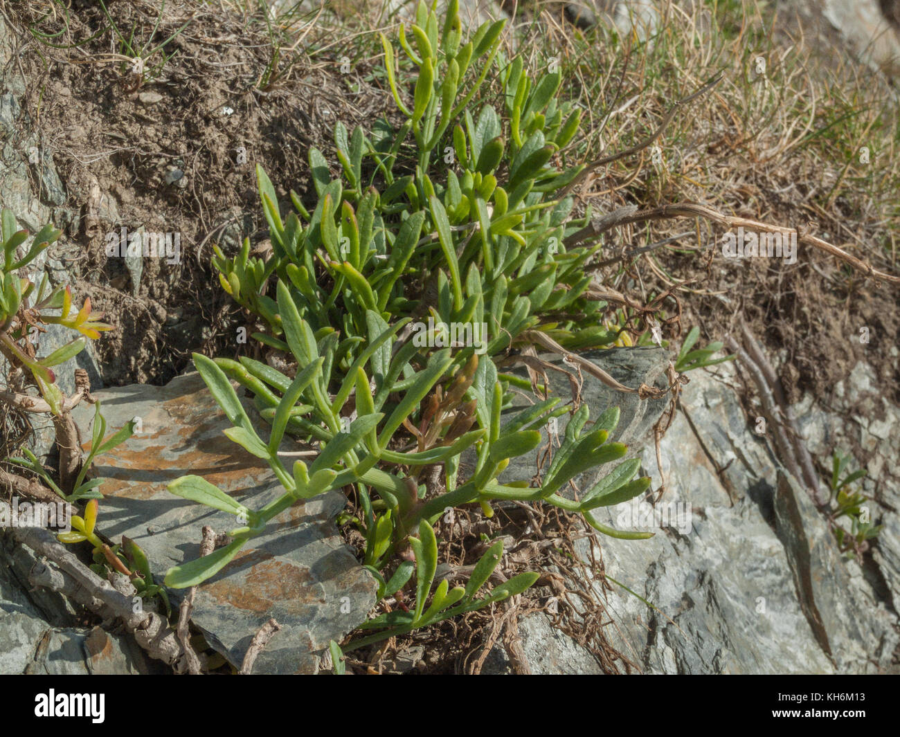 Example of Rock Samphire / Crithmum maritimum growing wild. Samphire is foraged from the wild and pickled for kitchen use. Stock Photo
