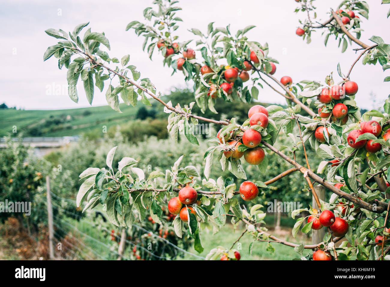 Red apples growing on a tree in an orchard in summer Stock Photo