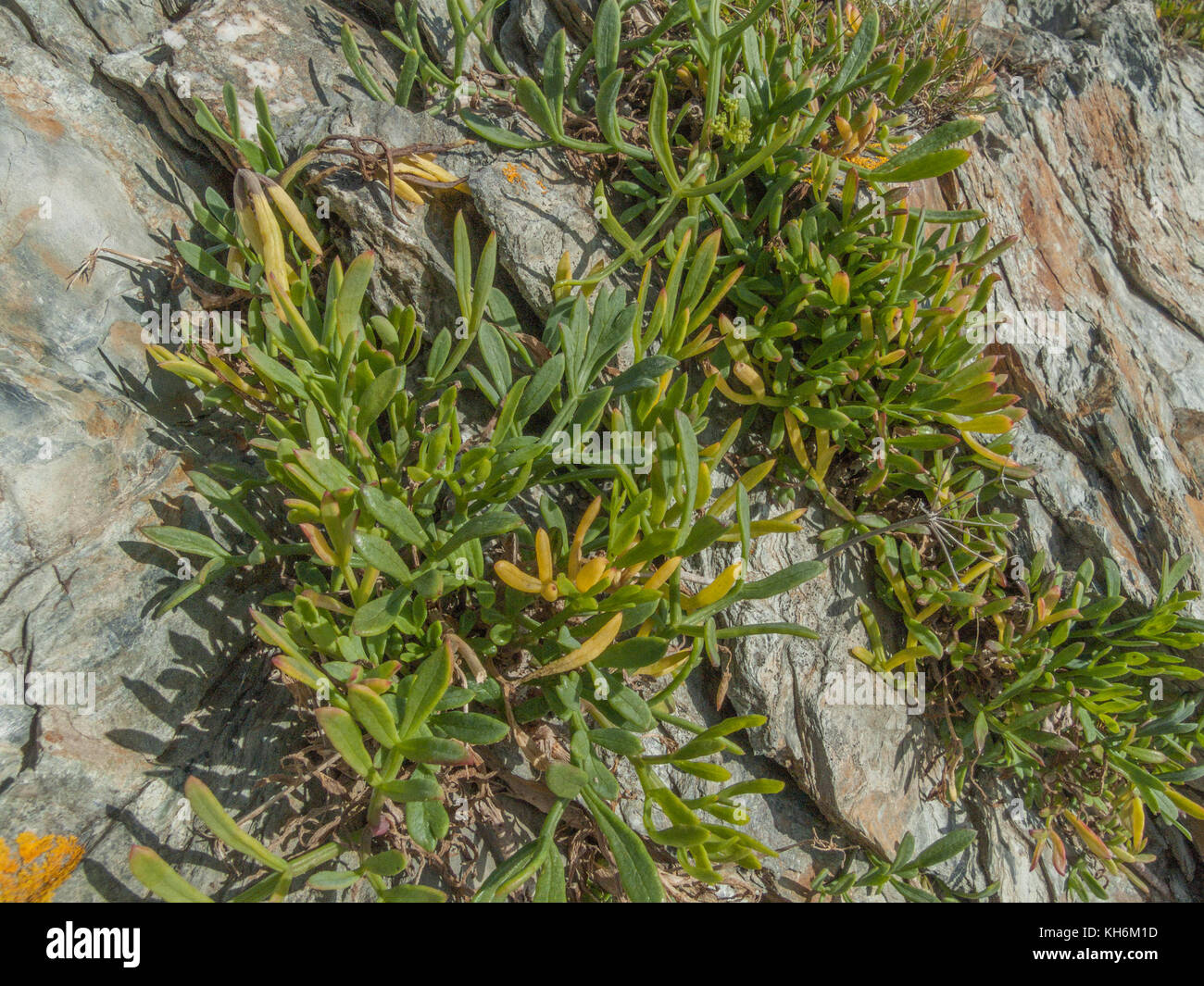 Example of Rock Samphire / Crithmum maritimum growing wild. Samphire is foraged from the wild and pickled for kitchen use. Stock Photo