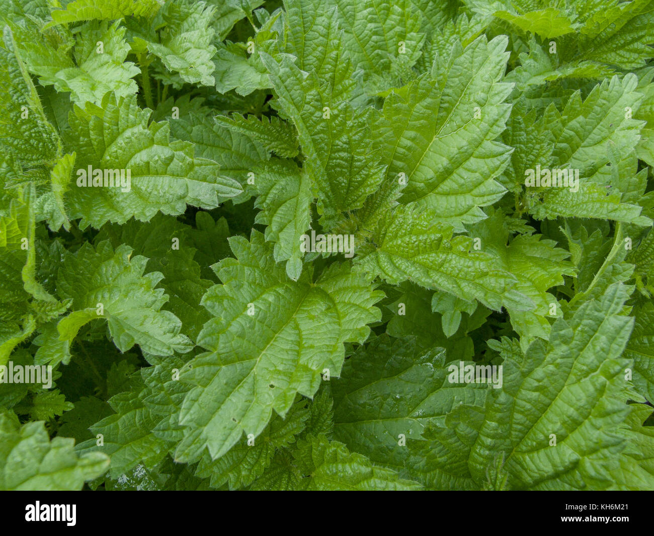 Common Stinging Nettle / Urtica dioica used as a foraged wild