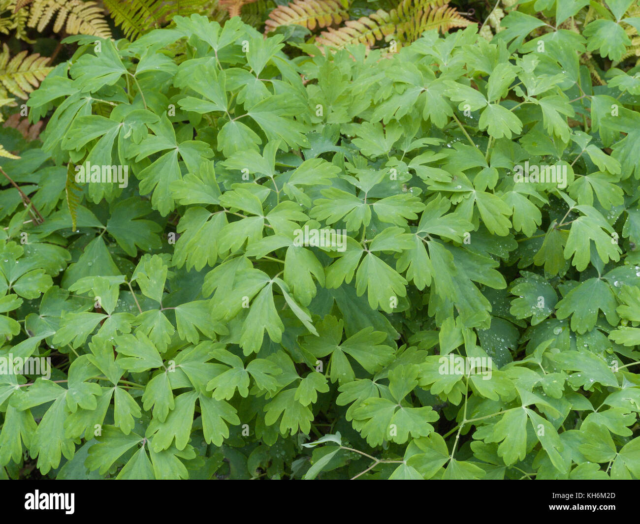 Foliage of Columbine / Aquilegia vulgaris. Stock Photo