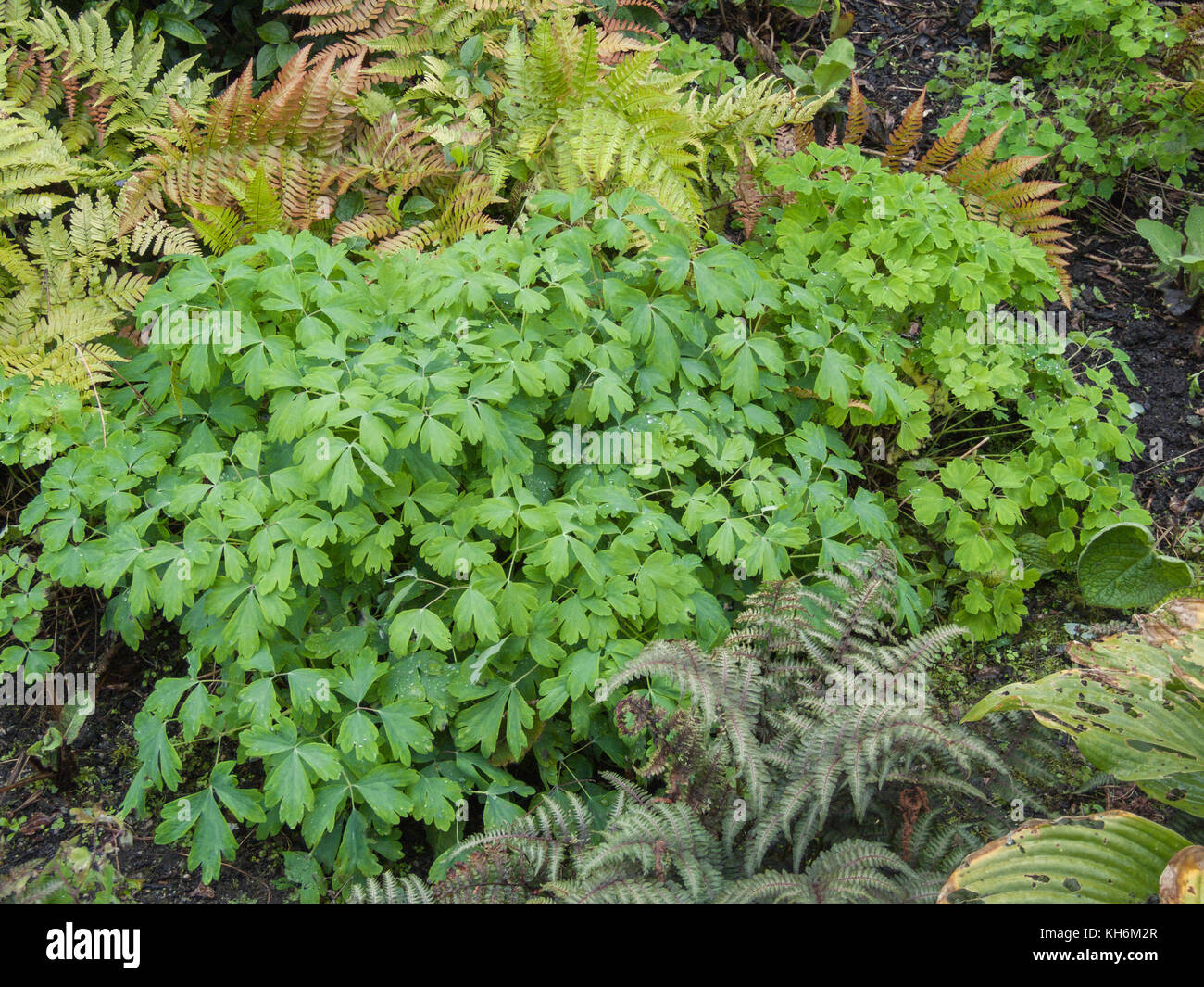 Foliage of Columbine / Aquilegia vulgaris. Stock Photo