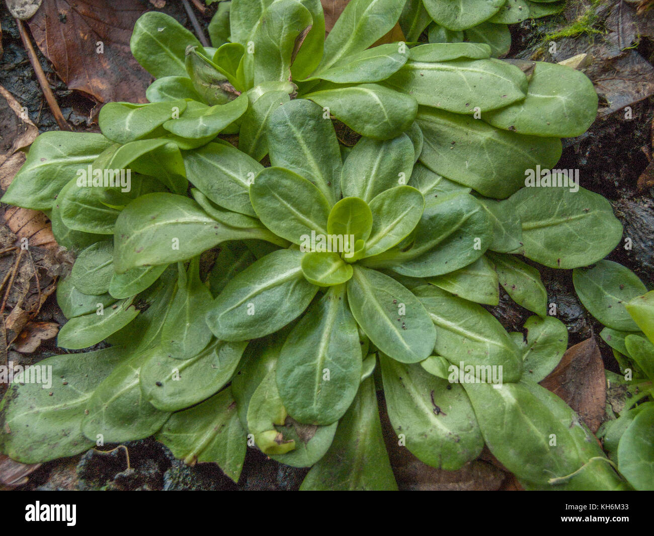 Young foliage of Brookweed / Samolus valerandi growing in soggy wet gound. Mature plant has small white flowers with 5 petals. Edible foraged plant. Stock Photo
