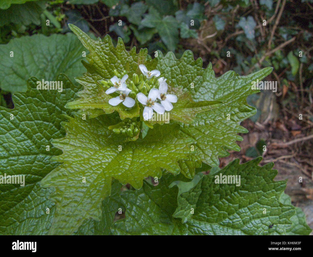 Example of the foraged plant Hedge Garlic - Alliaria petiolata - growing in a hedgerow. Leaves have a mild garlic smell and taste. Belongs to Mustards Stock Photo