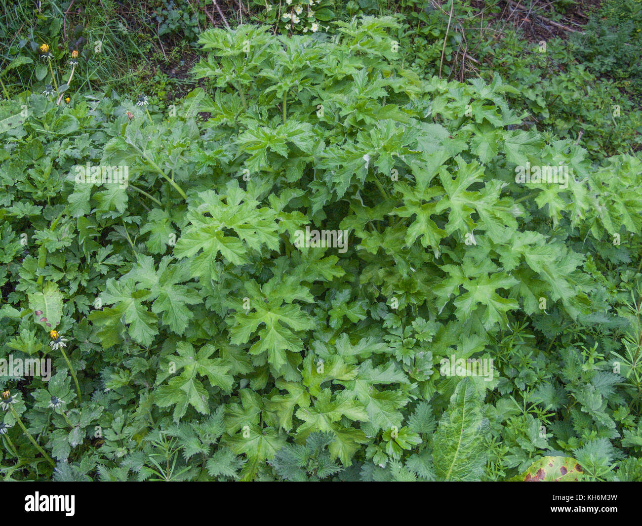 Example of Hogweed / Cow Parsnip / Heracleum sphondylium growing in hedgerow. Causes (particularly sap) photosensitivity reactions in some people. Stock Photo