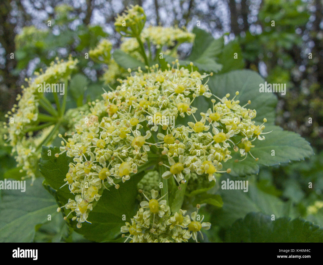 Alexanders / Smyrnium olusatrum - a biennial plant which is foraged for its leaves and roots which may be eaten once cooked. Once grown for food. Stock Photo