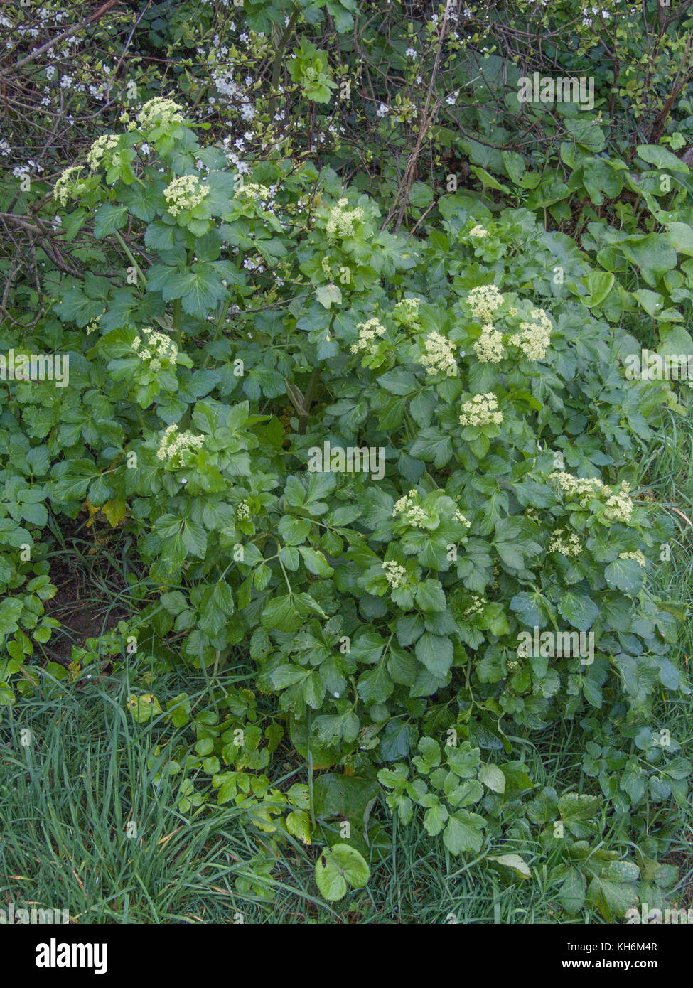 Alexanders / Smyrnium olusatrum - a biennial plant which is foraged for its leaves and roots which may be eaten once cooked. Once grown for food. Stock Photo