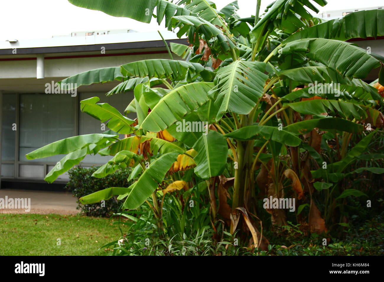 Robert E Lee High school Tyler, TX 2017 Stock Photo Alamy