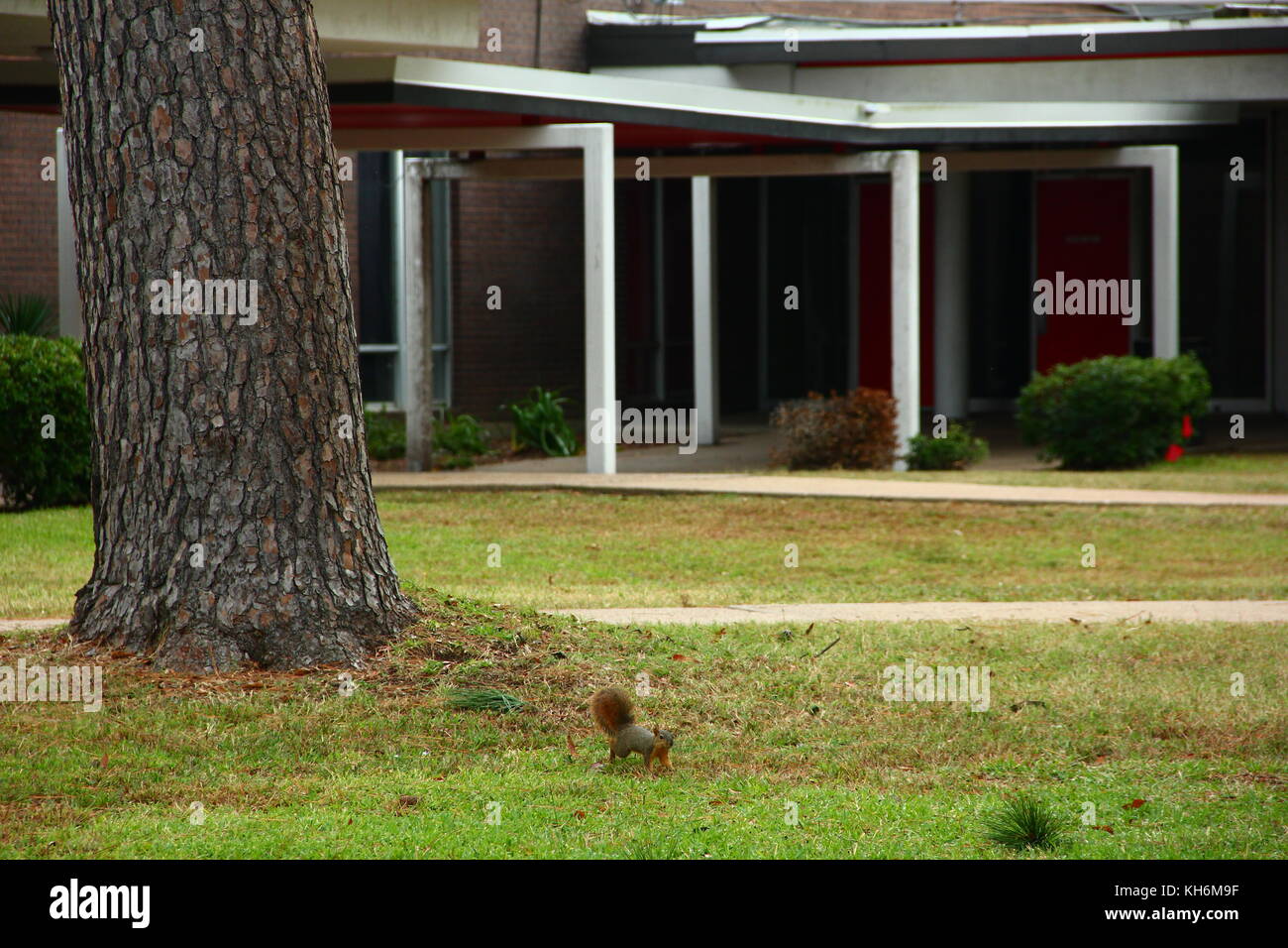 Robert E Lee High school Tyler, TX 2017 Stock Photo Alamy
