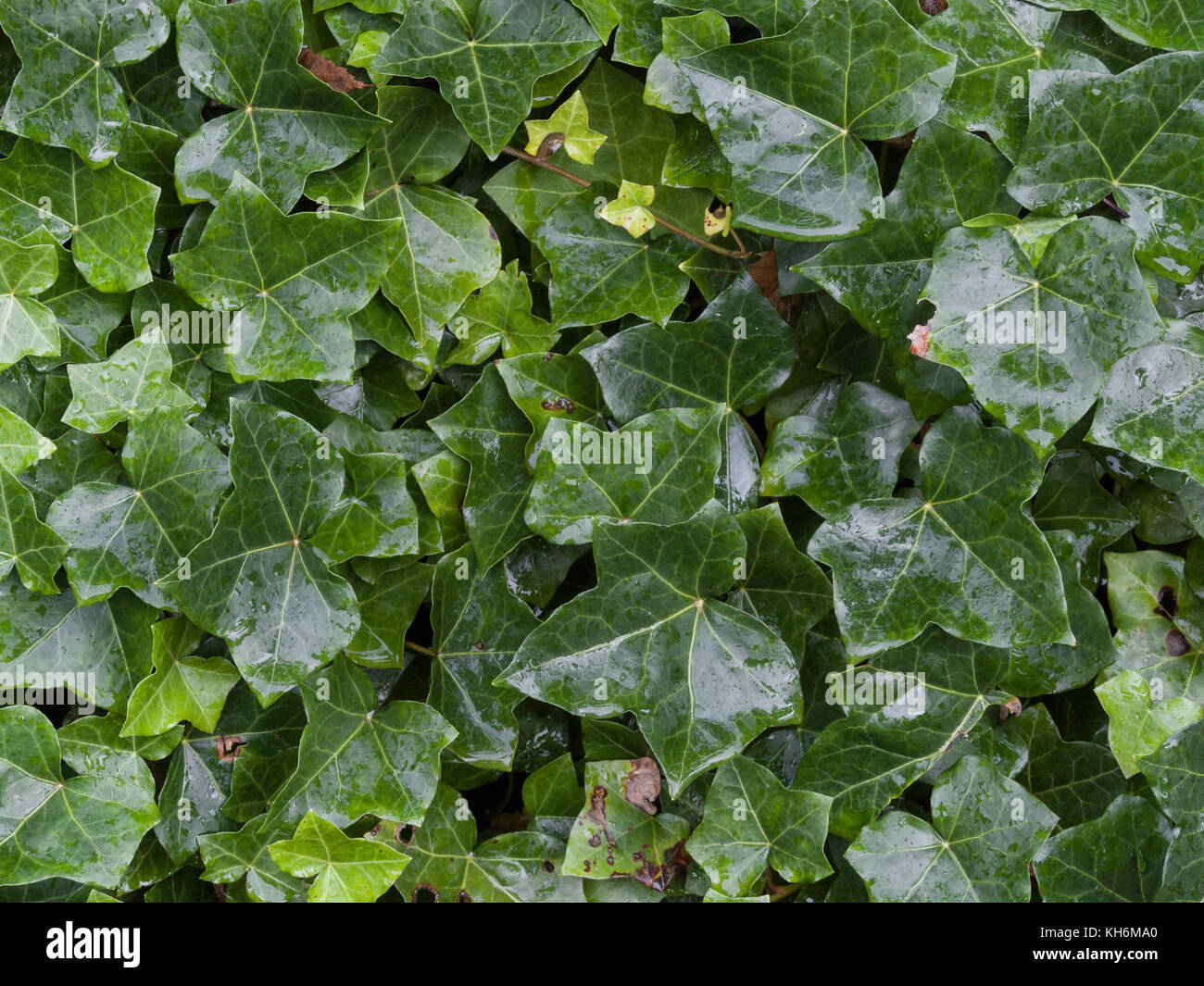 Cluster of wet Common Ivy / Hedera helix leaves. Creeping ivy. Stock Photo