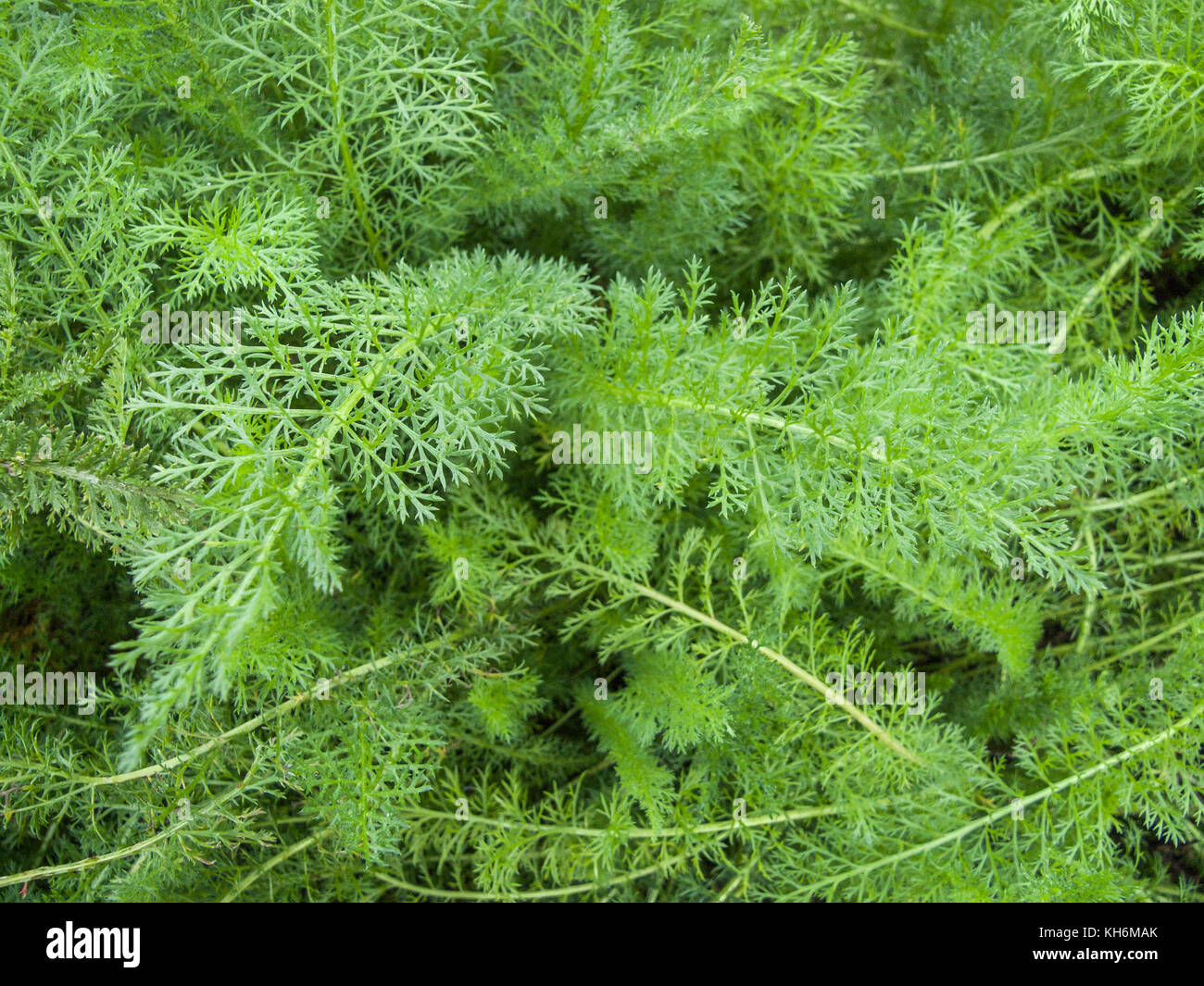 Frothy young foliage of the woundherb known as Yarrow (Achillea millefolium). Stock Photo