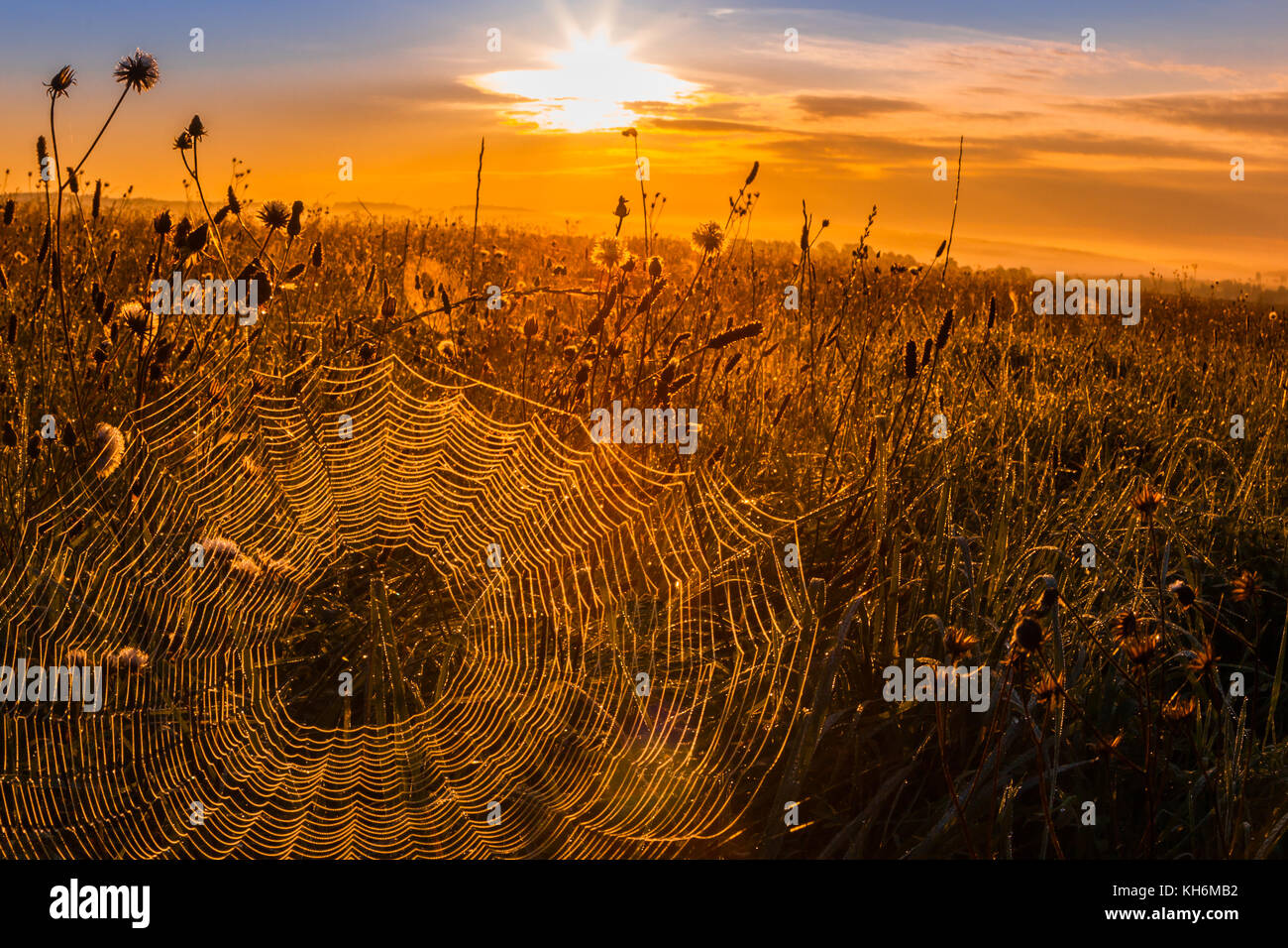 Spinnennetz im Morgenlicht Stock Photo