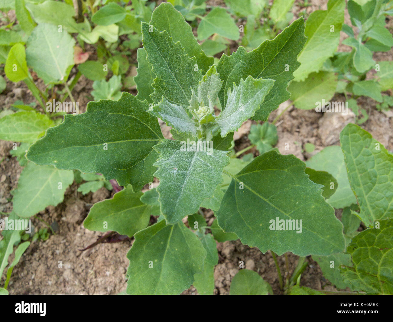 Leaves of Fat-Hen, White Goosefoot / Chenopodium album - a weed that is edible and was once regularly used as food. Now a foraged wild / survival food Stock Photo
