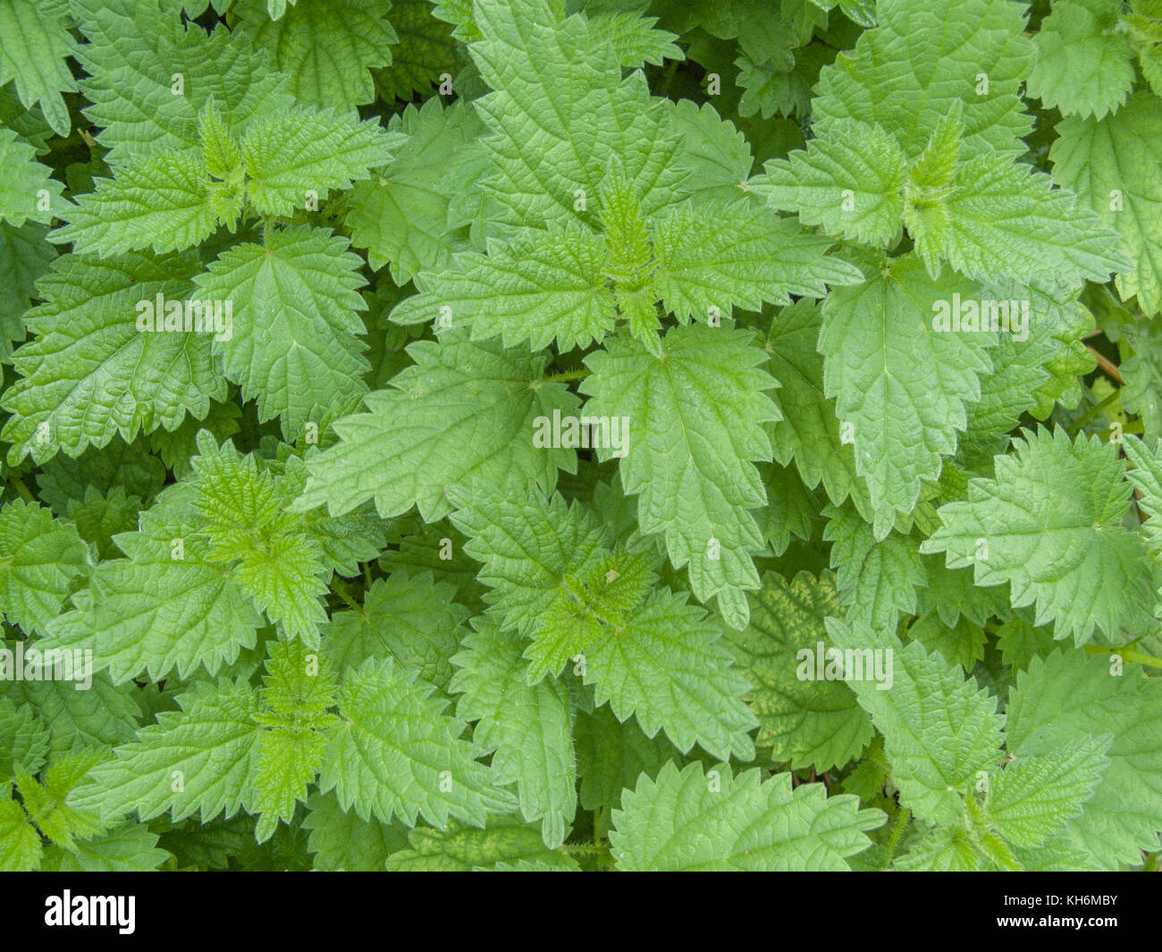 Common Stinging Nettle / Urtica dioica. Used as foraged wild vegetable green once cooked, also used in herbal medicines. Painful sting, bed of nettles Stock Photo