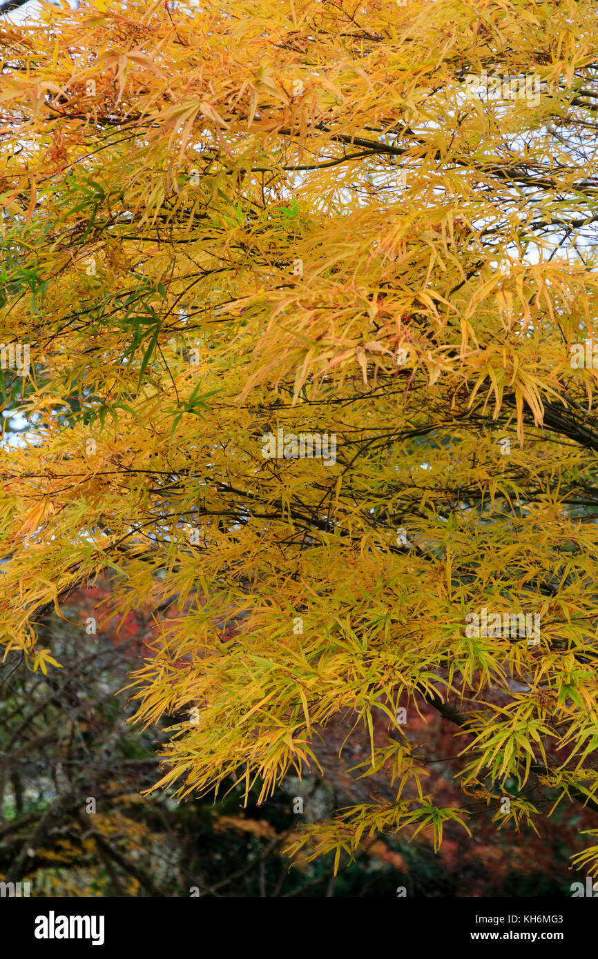 Golden autumn foliage colour of the hardy deciduous Japanese maple
