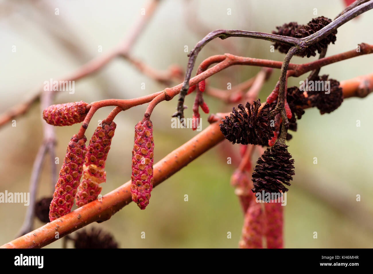 Young pink male catkins contrast with old female cones on the Autumn branches of the gold leaved alder, Alnus incana 'Aurea' Stock Photo