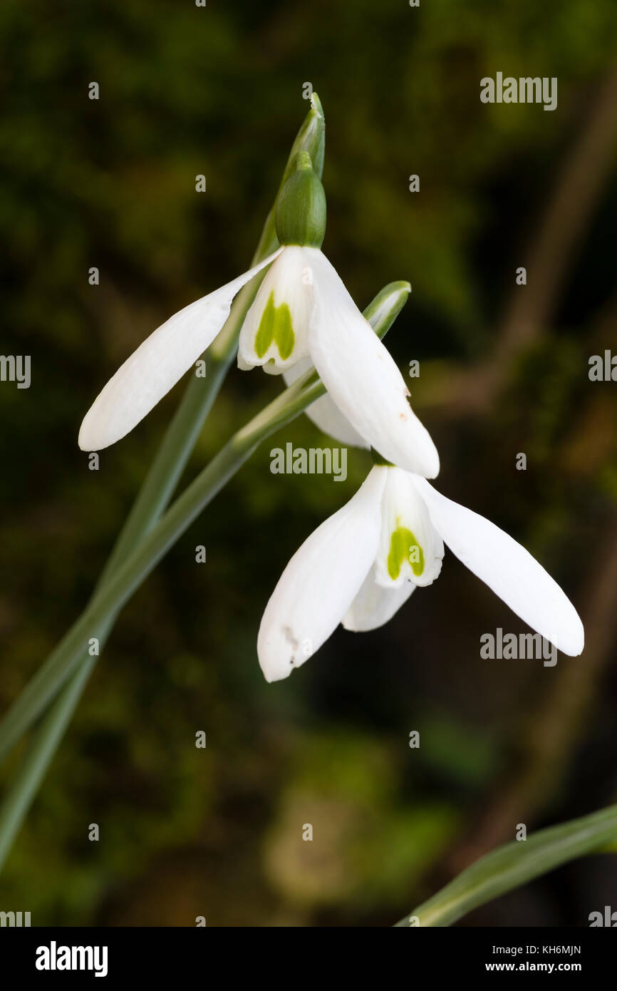 Green marked white flowers of the late Autumn flowering snowdrop, Galanthus elwesii var. monostictus Stock Photo