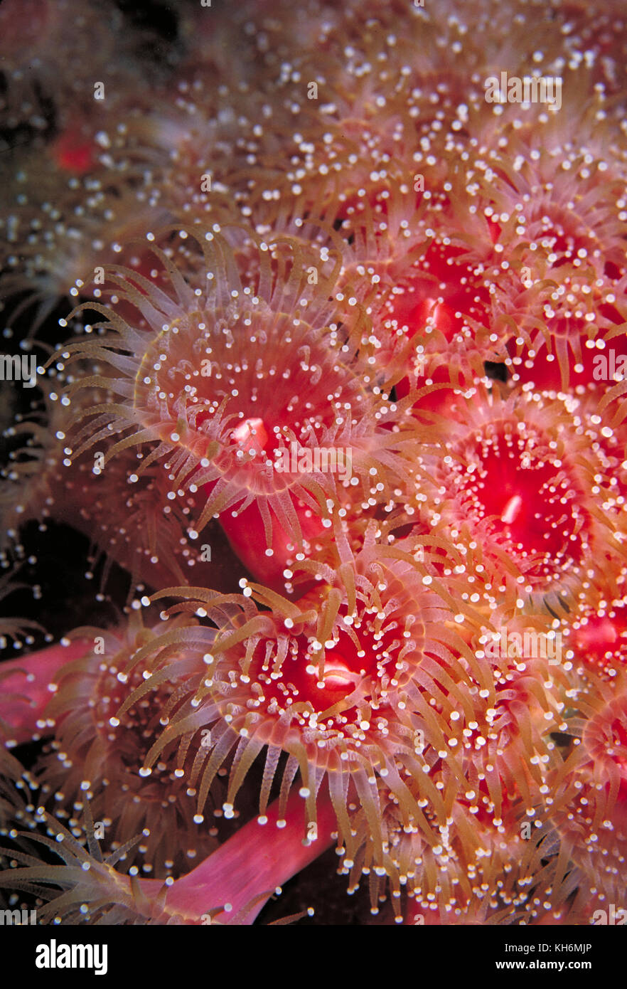 Strawberry Anemone, Corynactis californica, California Stock Photo