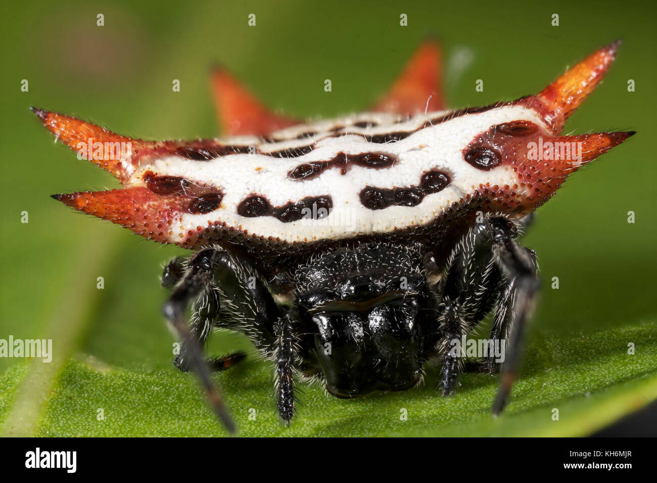 Spiny orb-weaver spider, Gasteracantha cancriformis Stock Photo