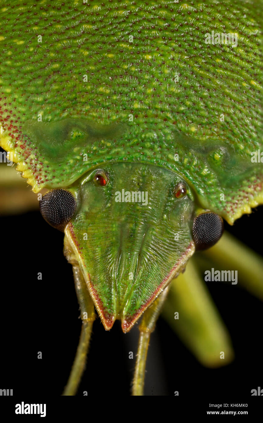 Spined Green Stink Bug, Loxa flavicollis, 2X life size Stock Photo