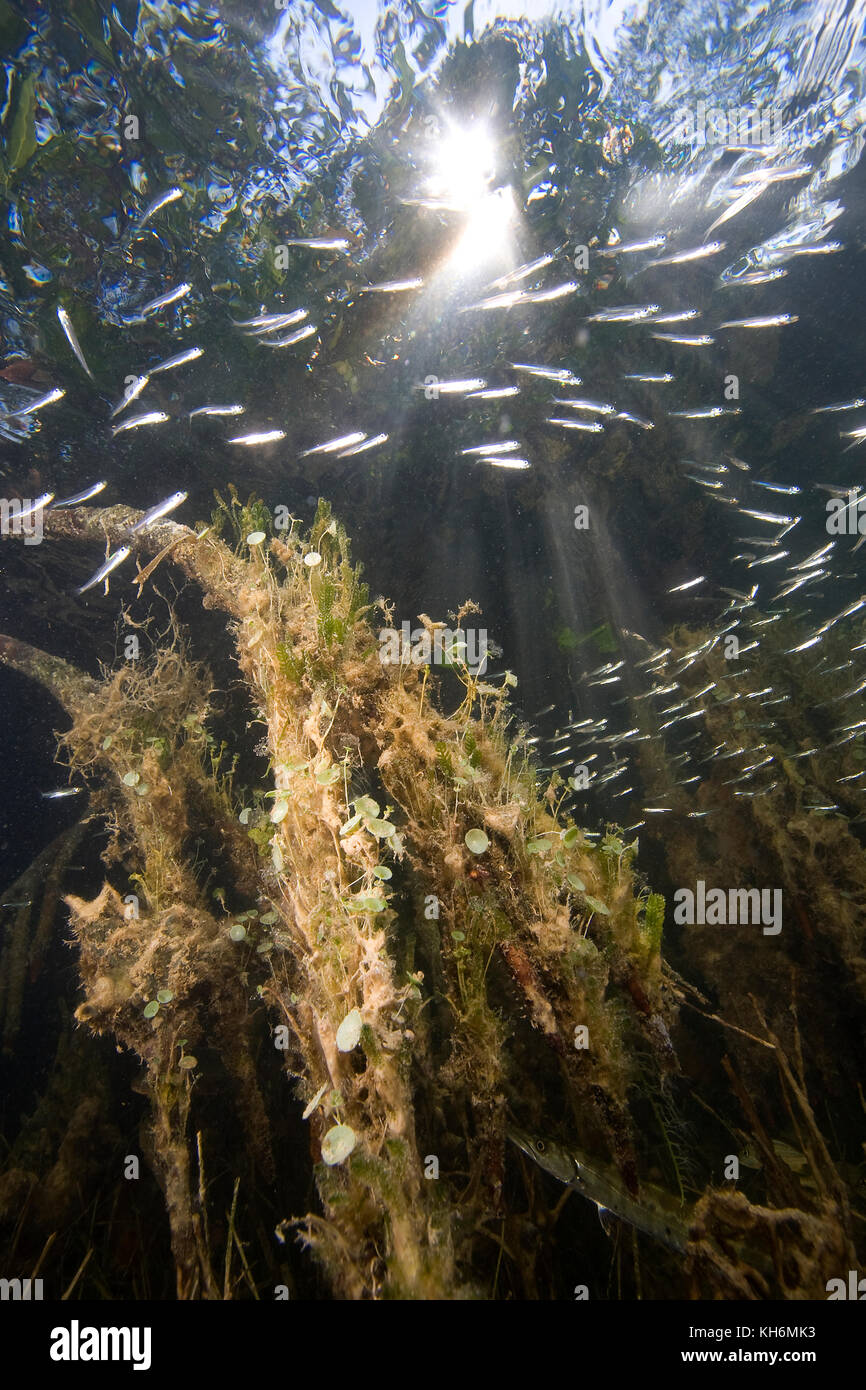 Mangrove underwater hi-res stock photography and images - Alamy