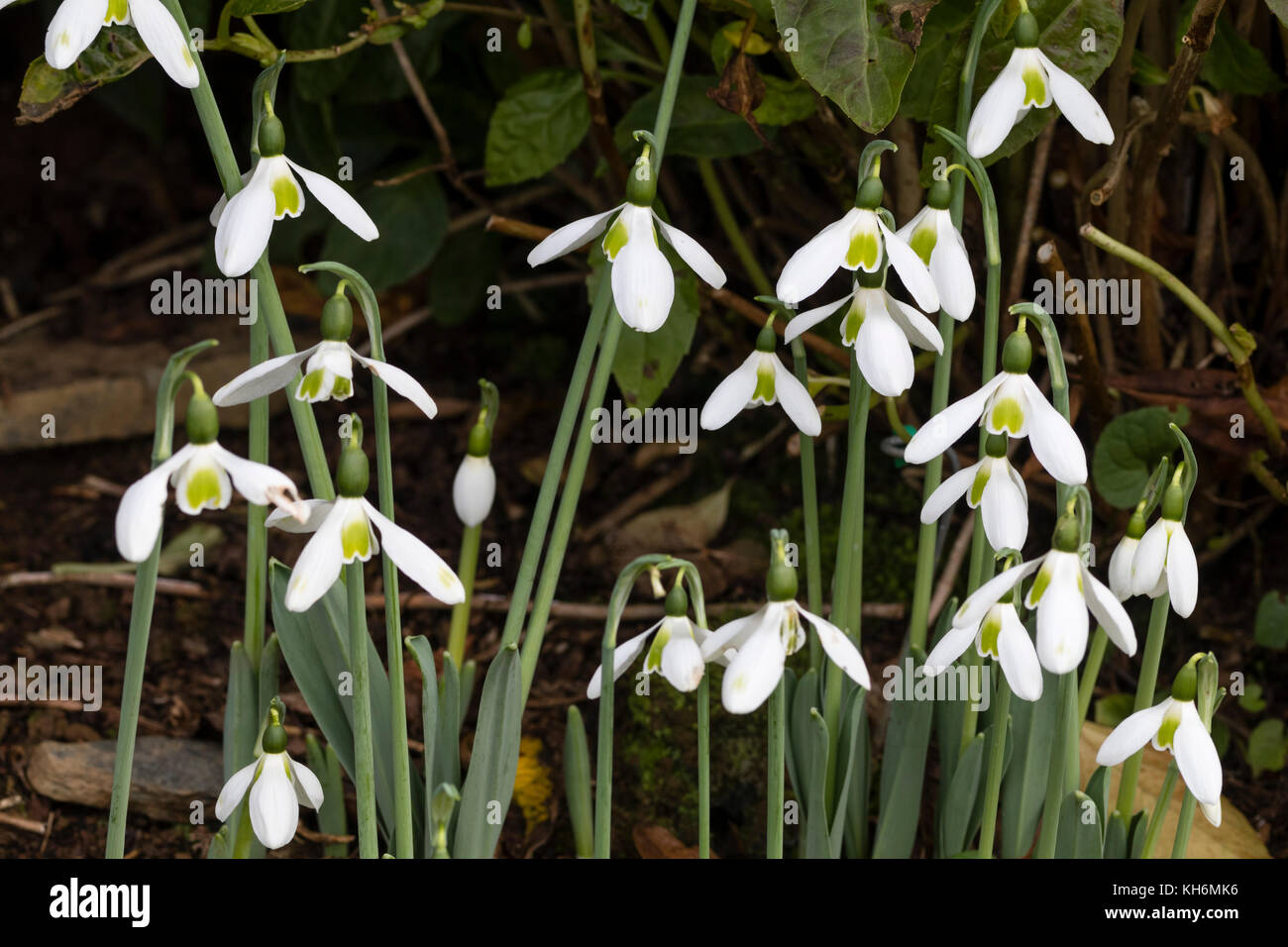 Green marked white flowers of the late Autumn flowering snowdrop, Galanthus elwesii var. monostictus Stock Photo