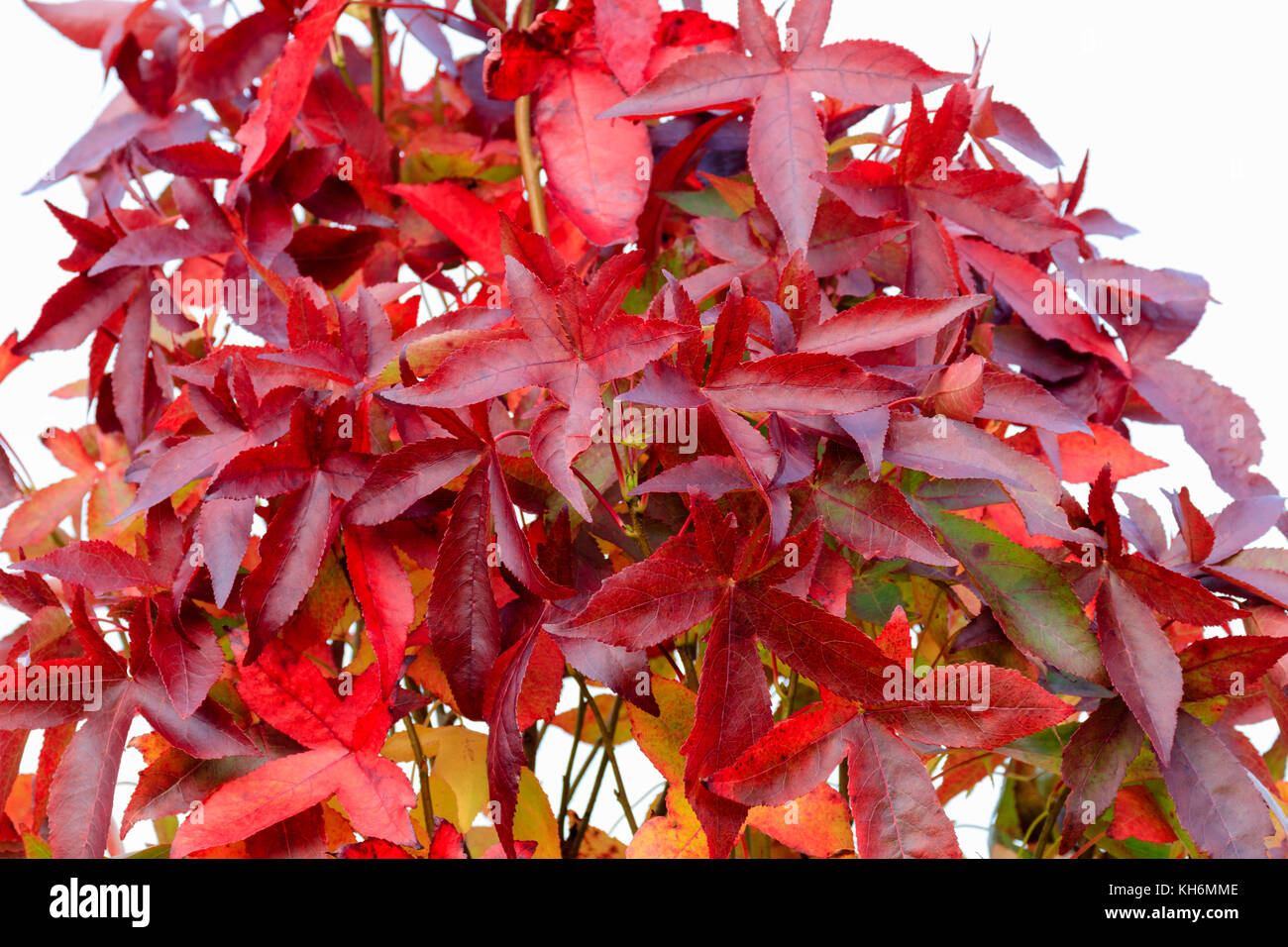 Orange and red autumn colour in the foliage of the fastigiate sweet gum, Liquidambar styraciflua 'Slender Silhouette' Stock Photo