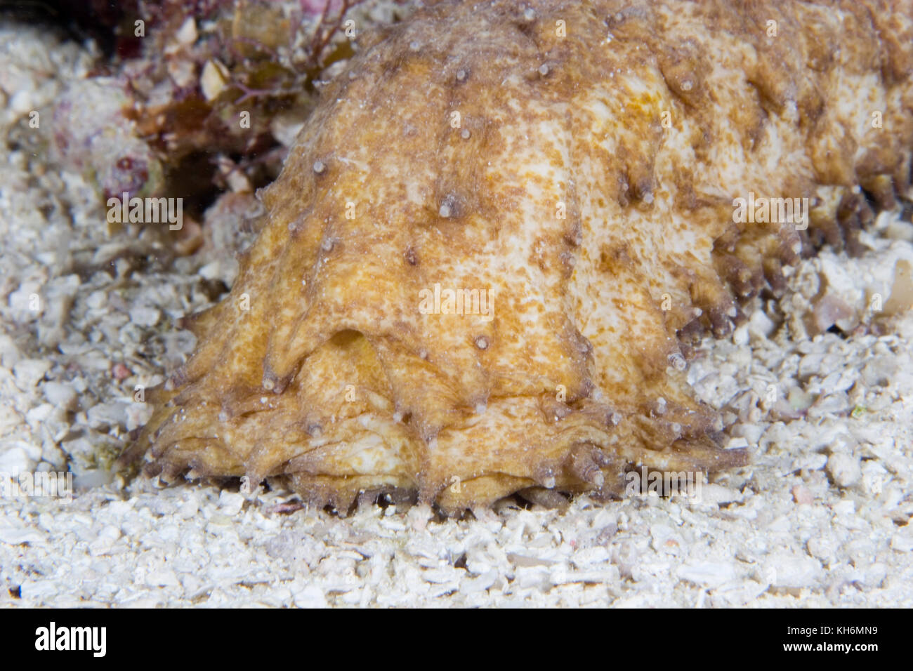 Tiger Tail Sea Cucumber, Holothuria thomasi, Florida Keys National Marine Sanctuary, Florida Stock Photo