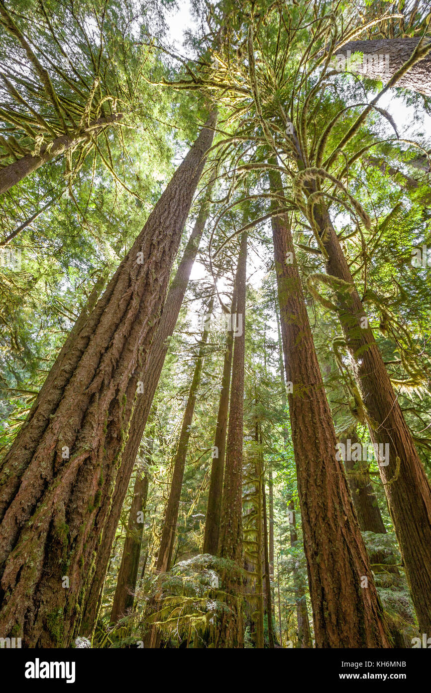 Tall Trees Stock Photos & Tall Trees Stock Images Alamy