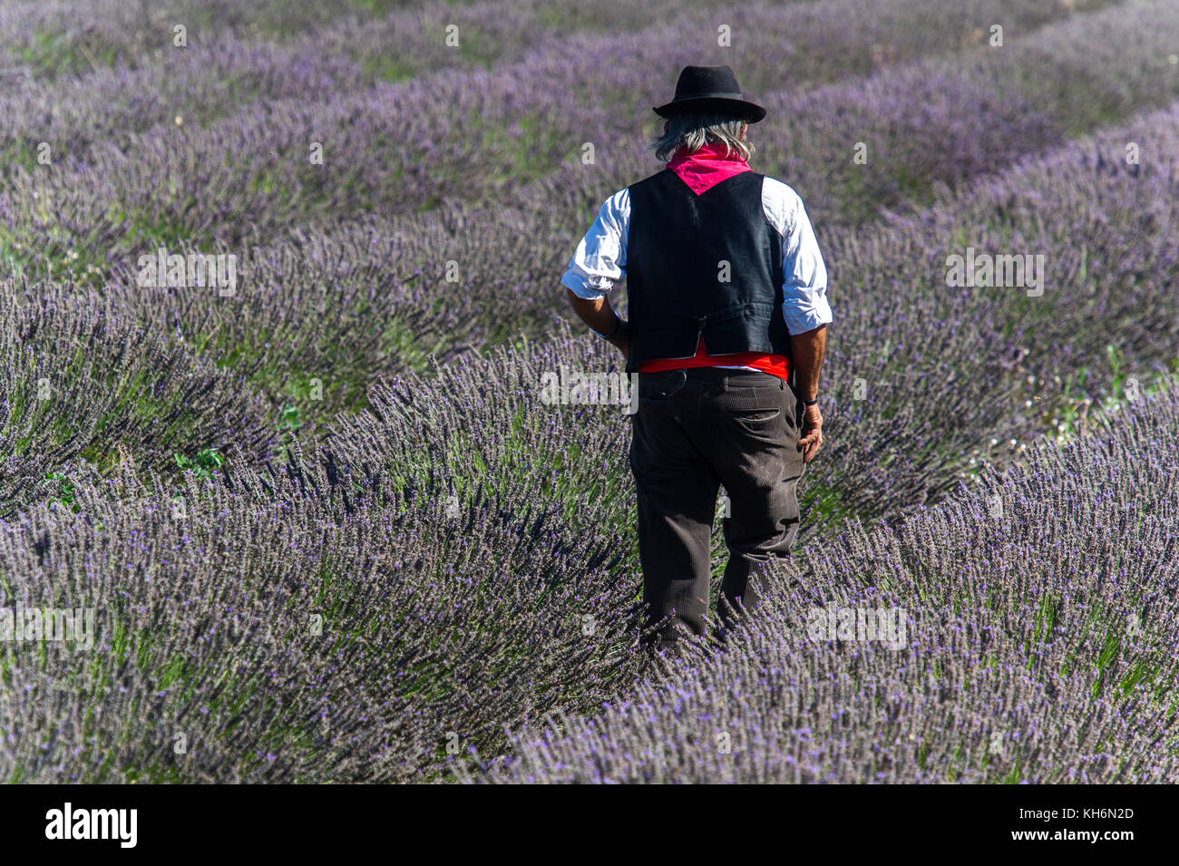 Europe, France, Vaucluse, (84), Pays de Sault. Lavender festival. Stock Photo