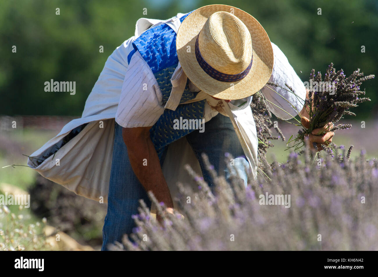 Europe, France, Vaucluse, (84), Pays de Sault. Lavender festival, picking. Stock Photo