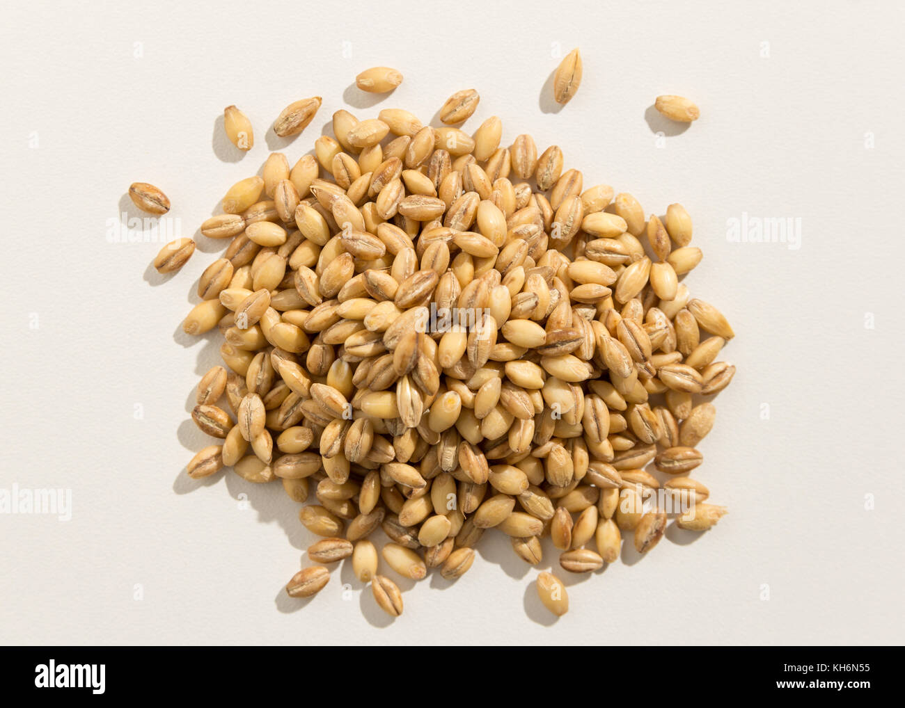 Hordeum vulgare is scientific name of Barley cereal grain. Also known