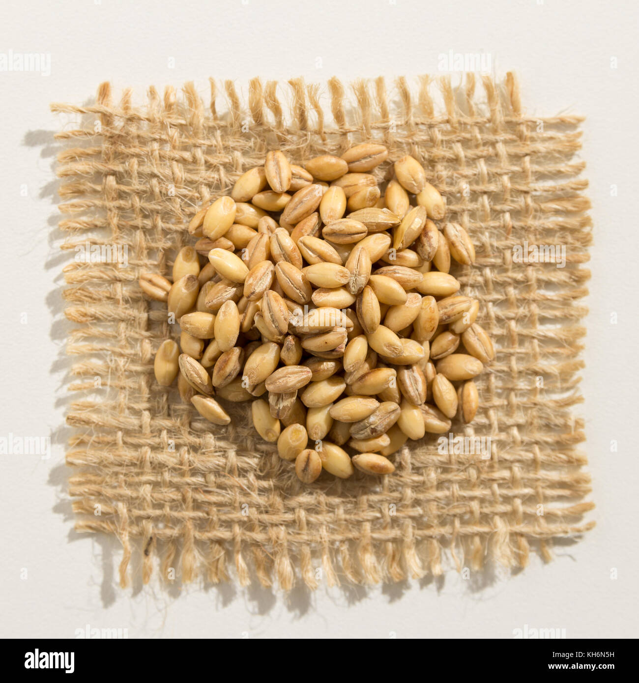 Hordeum vulgare is scientific name of Barley cereal grain. Also known