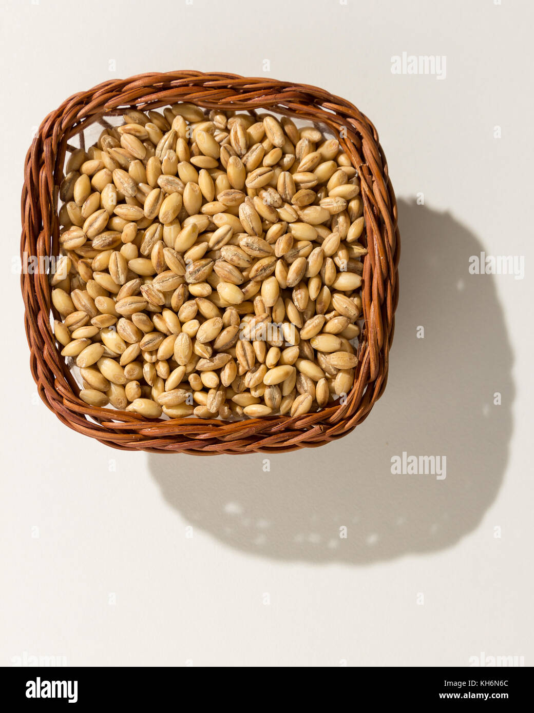 Hordeum vulgare is scientific name of Barley cereal grain. Also known