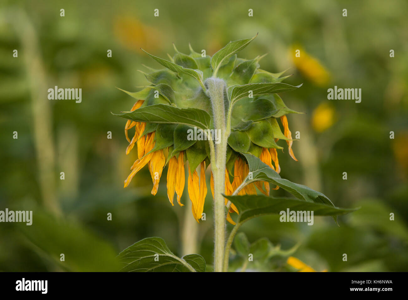 Sonnenblume samen hires stock photography and images Alamy