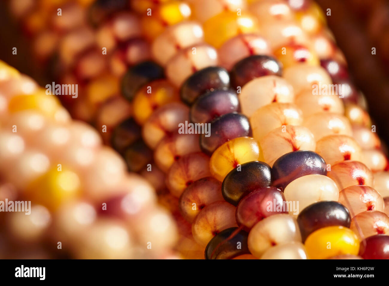 Dried corn, sometimes called "Indian Corn" at a Lancaster County, Pennsylvania farmer's market