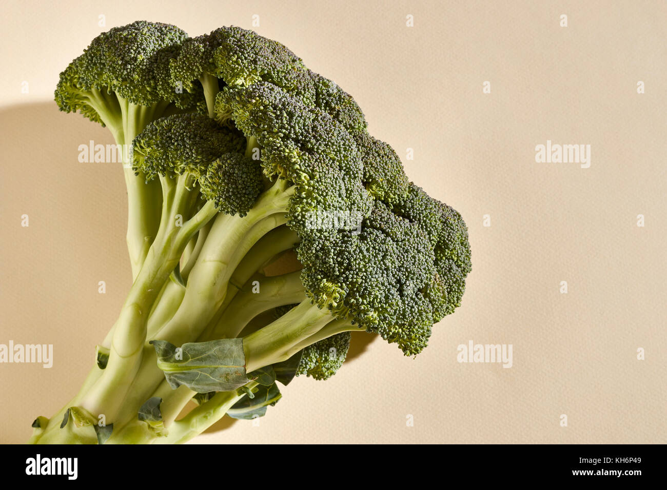 a head of fresh, raw broccoli Stock Photo